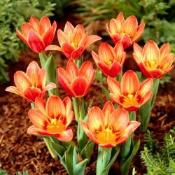 Shakespearov tulipán - 5 ks