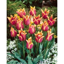 Sonnet tulp - 5 stuks - 
