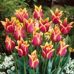 Sonnet tulp - 5 stuks - 