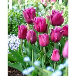 Traveller tulip - XXXL pack  250 pcs