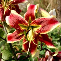Scheherezade liilia