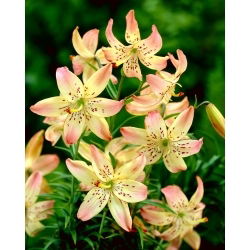 Giglio tigrato - Corsage - Lilium - Spruzzi di cipria al tramonto - Bulbi - 1 pz