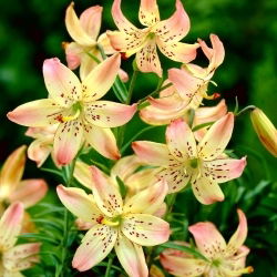 Giglio tigrato - Corsage - Lilium - Spruzzi di cipria al tramonto - Bulbi - 1 pz