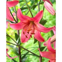 Rosa flygtigerlilja - XL-pack - 50 st