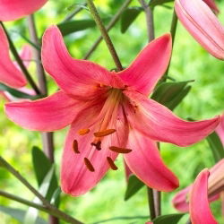 Rosa flygtigerlilja - XL-pack - 50 st