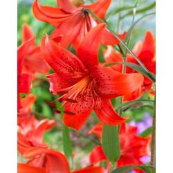 Red Life tigerlilja - stort paket! - 10 st