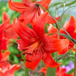 Red Life tigerlilja