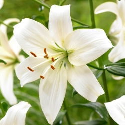 Giglio Perla Francesca - Confezione XL - 50 pz