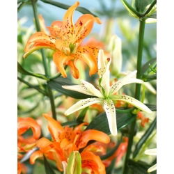 Gefüllte Lilie - Must See - Lilium - Trendige Farbakzente - Blumenzwiebel - 1 Stück