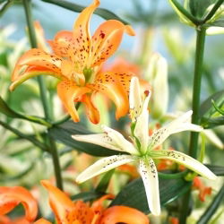 Gefüllte Lilie - Must See - Lilium - Trendige Farbakzente - Blumenzwiebel - 1 Stück