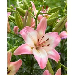 Asiatische Lilie - Levi - Lilium - Üppige Duftblüten in zartem Rosa - Blumenzwiebel - Großpackung - 10 Stück