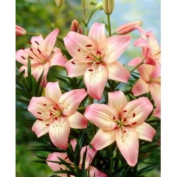 Rosella's Dream Asiatic Lily - stor pakke! - 10 stk