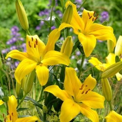 Yellow County Asiatisk lilje - stor pakke! - 10 stk