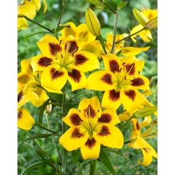 Lilie - Pieton - Lilium - Seltenes Farbjuwel mit außergewöhnlicher Zeichnung - Blumenzwiebel - 1 Stück