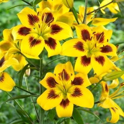 Lilie - Pieton - Lilium - Seltenes Farbjuwel mit außergewöhnlicher Zeichnung - Blumenzwiebel - 1 Stück