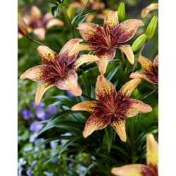 Asiatische Lilie - Tribal Dance - Lilium - Extragroße Blüten mit sonnigem Farbspiel - Blumenzwiebel - 1 Stück