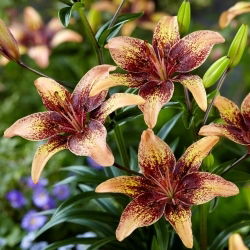 Asiatische Lilie - Tribal Dance - Lilium - Extragroße Blüten mit sonnigem Farbspiel - Blumenzwiebel - 1 Stück