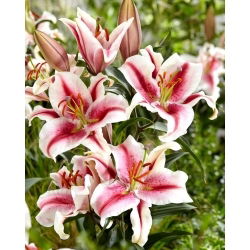 Duftende orientalische Lilie 'Hachi'
