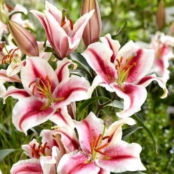 Duftende orientalische Lilie 'Hachi'