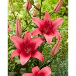 Pink County Asiatisk lilje - stor pakke! - 10 stk