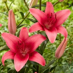 Aziatische lelie van Pink County - 