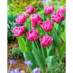 Dior Tulpe - 5 Stk - 