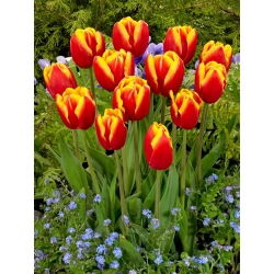 Dow Jonesi tulp - 5 tk