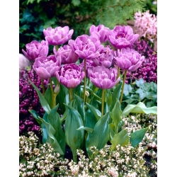 Lilac Perfection tulpe - 5 gab.