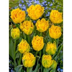 Tulipano Mon Amour - 5 pz