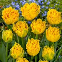 Tulipano Mon Amour - 5 pz