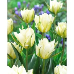 White Valley tulipan - 5 stk