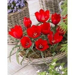 Fjelltulipan Tulipa wilsoniana - XL-pakning - 50 stk