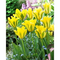 Sárga Springgreen tulipán - XL-es kiszerelés - 50 db.