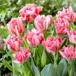 Crispion Sweet Tulpe - 5 Stk - 