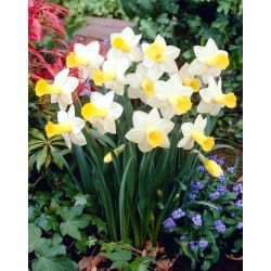 Ara narcis - 5 kom