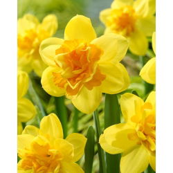 Balónový narcis - XL balenie - 50 ks
