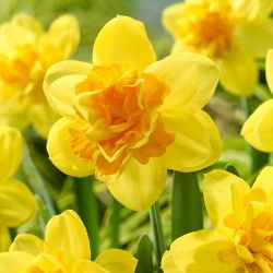Balnoon narcis - 5 kom