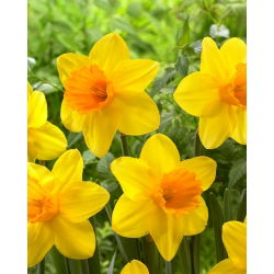 Narcis Bright Jewel - XL balení - 50 ks.