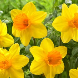 Narcis Bright Jewel - XL balení - 50 ks.