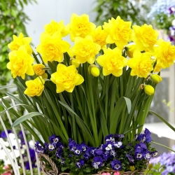 Double Power narcis - 5 kom