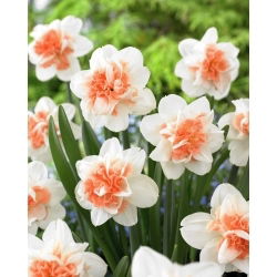 Easter Beauty Narzisse - 5 Stk - 