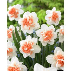 Easter Beauty nartsiss - XL pakk - 50 tk
