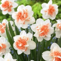 Easter Beauty Narzisse - 5 Stk - 
