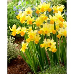 Eaton Song daffodil - XL pack - 50 pcs