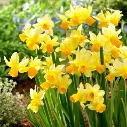 Eaton Song narcis - 5 kom