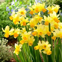 Eaton Song daffodil - XL pack - 50 pcs