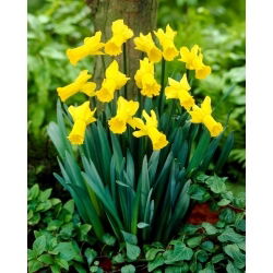 Golden Cycle narcis - 5 kom