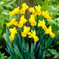 Golden Cycle narcis - 5 kom