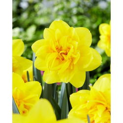Holland Chase narcis - XL balenie - 50 ks