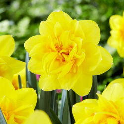 Holland Chase narcis - XL balenie - 50 ks